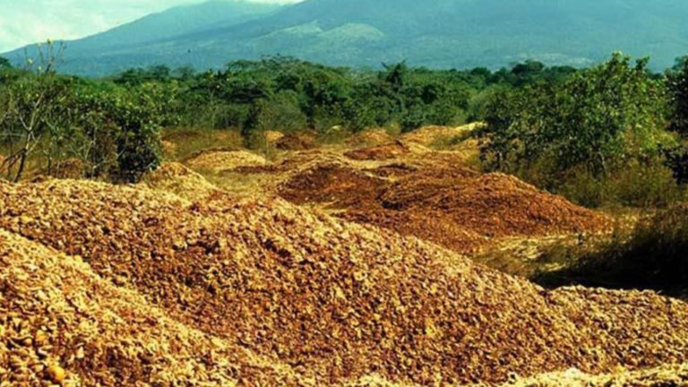 De un cementerio de naranjas nació un bosque en Guanacaste