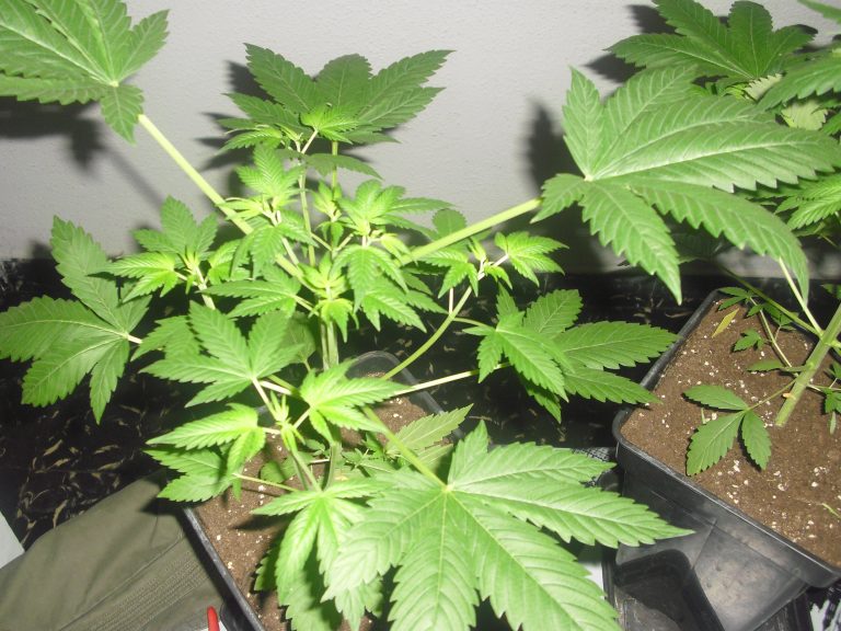 Estados Unidos reclasificará la marihuana como una sustancia de menor riesgo