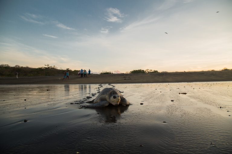Luces y sombras sobre la inconstitucionalidad de la Ley del Refugio de Vida Silvestre Ostional