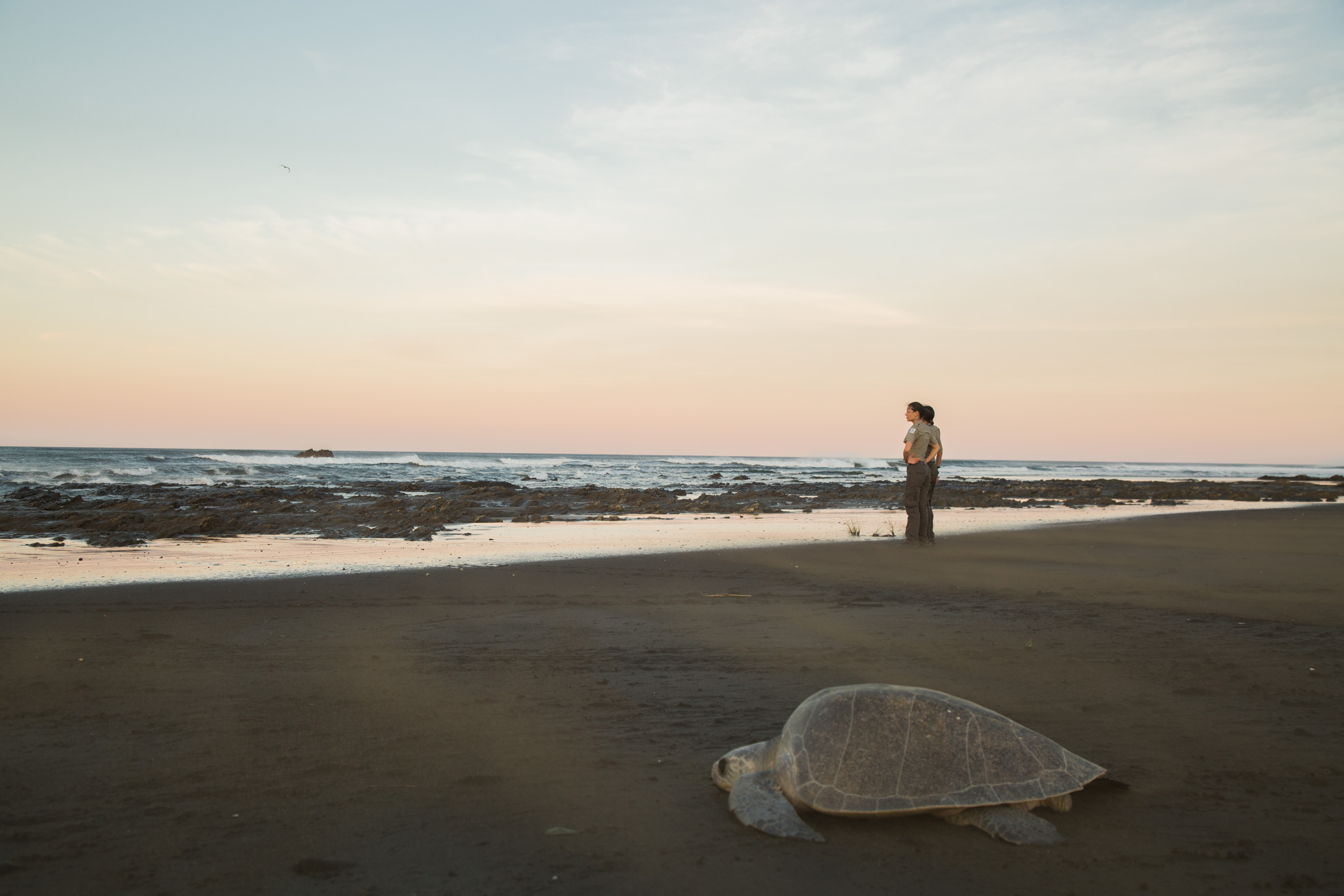 Imagen principal del artículo: Sala IV anula Ley y Reglamento de Refugio de Vida Silvestre Ostional por falta de sustento técnico