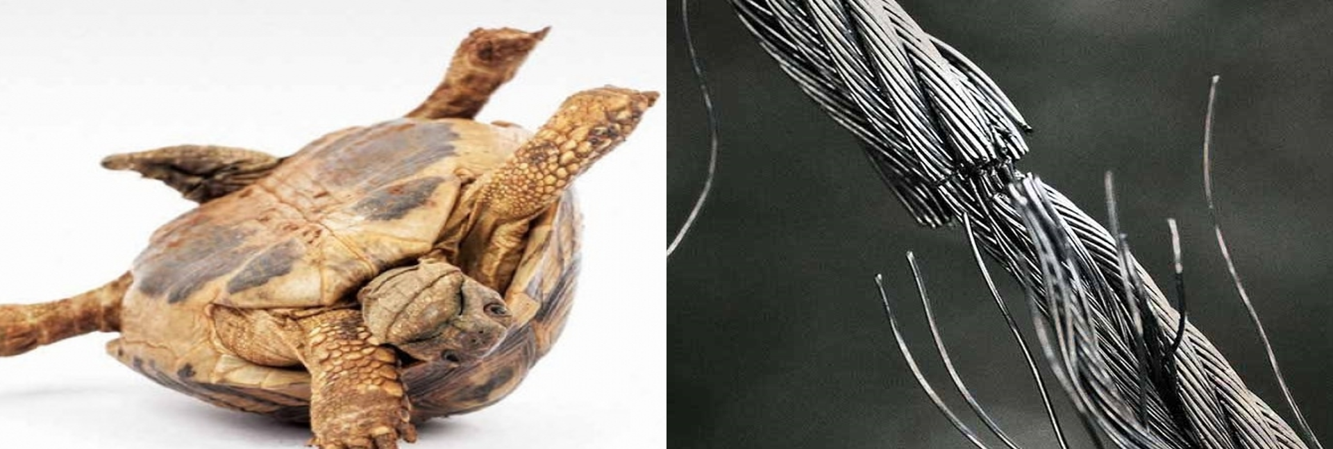 Imagen principal del artículo: Costa Rica: Dos imágenes distintas, igualmente impactantes