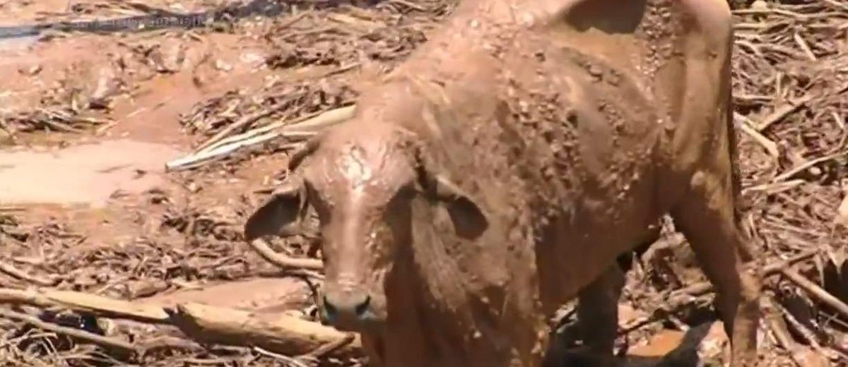 Imagen principal del artículo: Centenares de desaparecidos en Brasil tras colapsar una represa minera