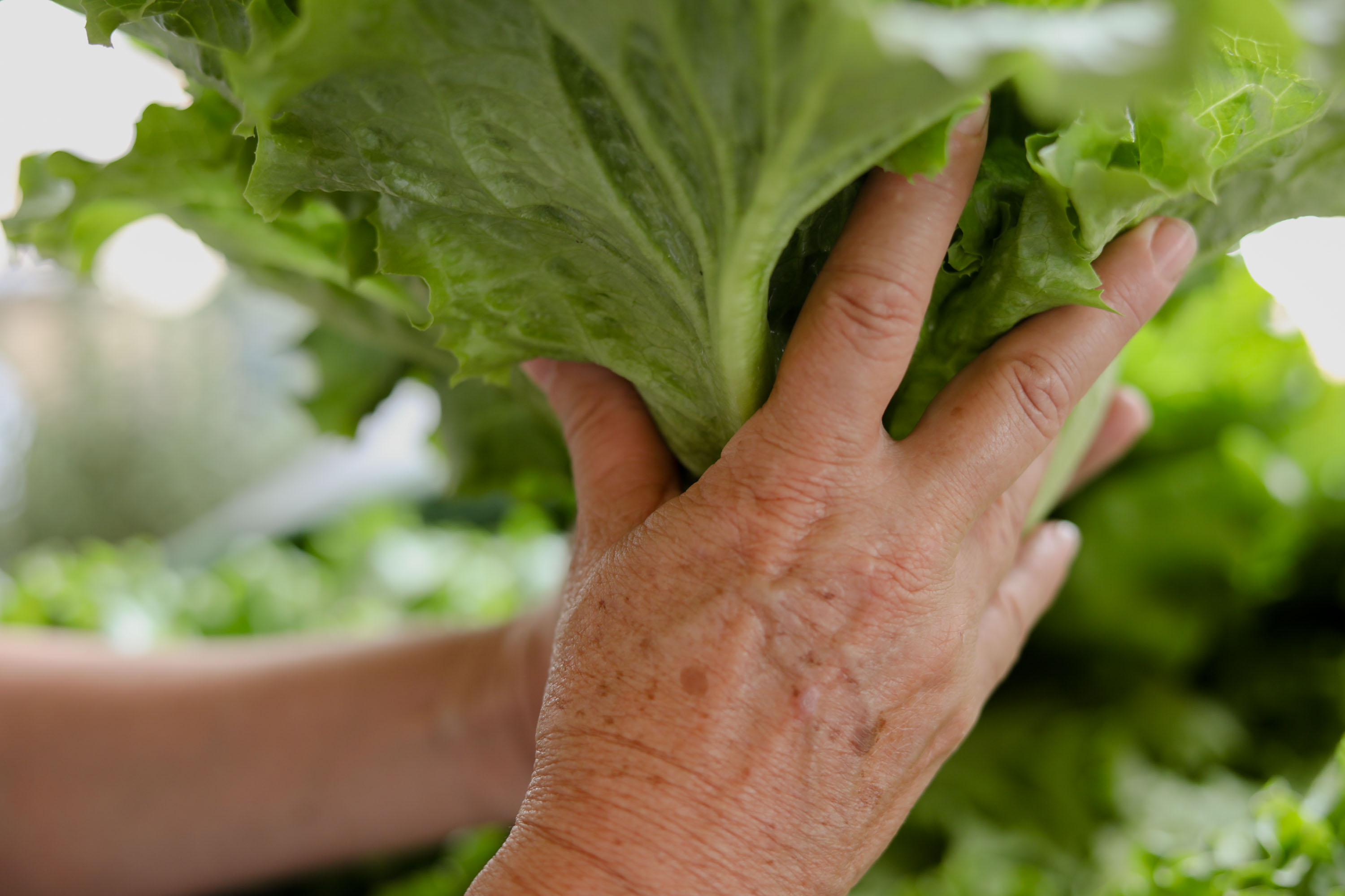 Imagen principal del artículo: Caída en exportaciones y polémica por herbicida glifosato levanta roncha entre sector agrícola