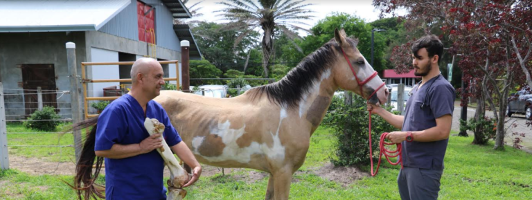 Veterinario de la UNA elabora sustancia que regeneraría cartílago en caballos y humanos