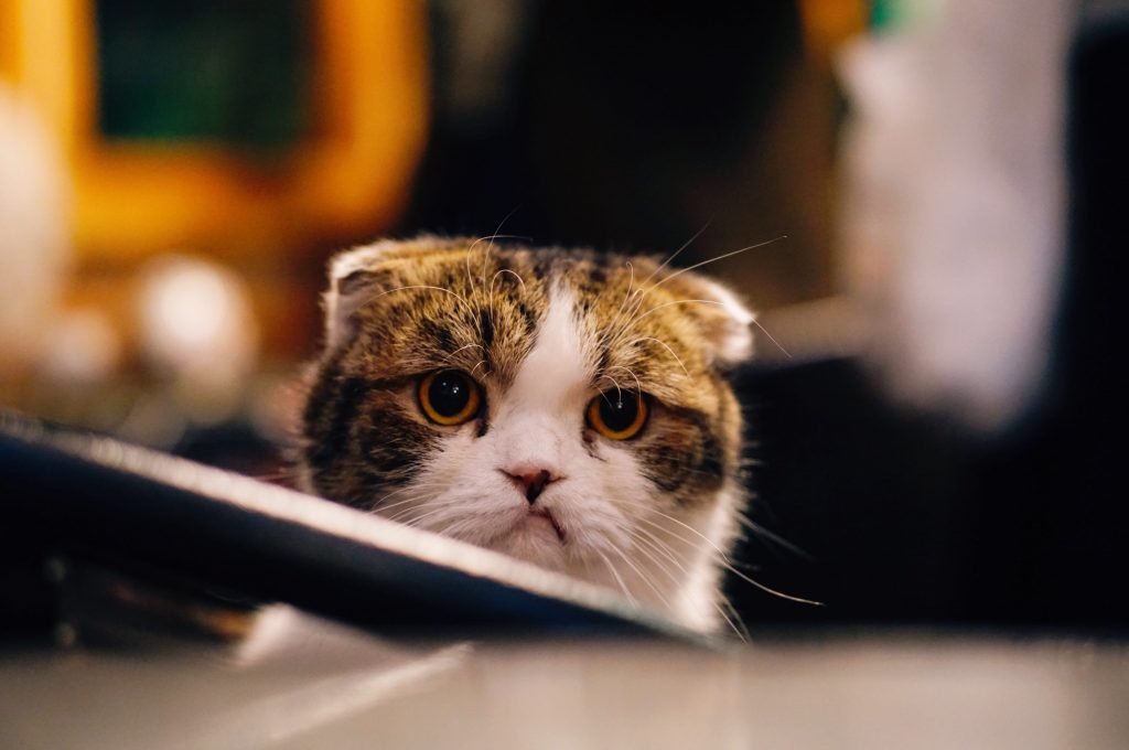 Imagen principal del artículo: La curiosidad hoy no mata al gato. Lo salva.