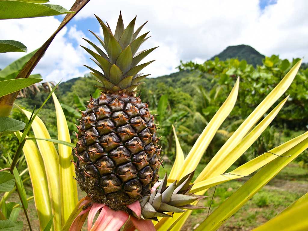 86% de las importaciones de piña en la Unión Europea provienen de Costa ...