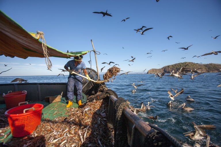 Tribunal Contencioso ordena suspender estudio sobre pesca de arrastre en aguas costarricenses