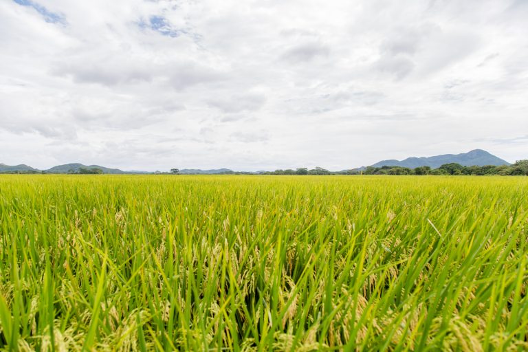 Alimentación saludable y longevidad en la Península de Nicoya