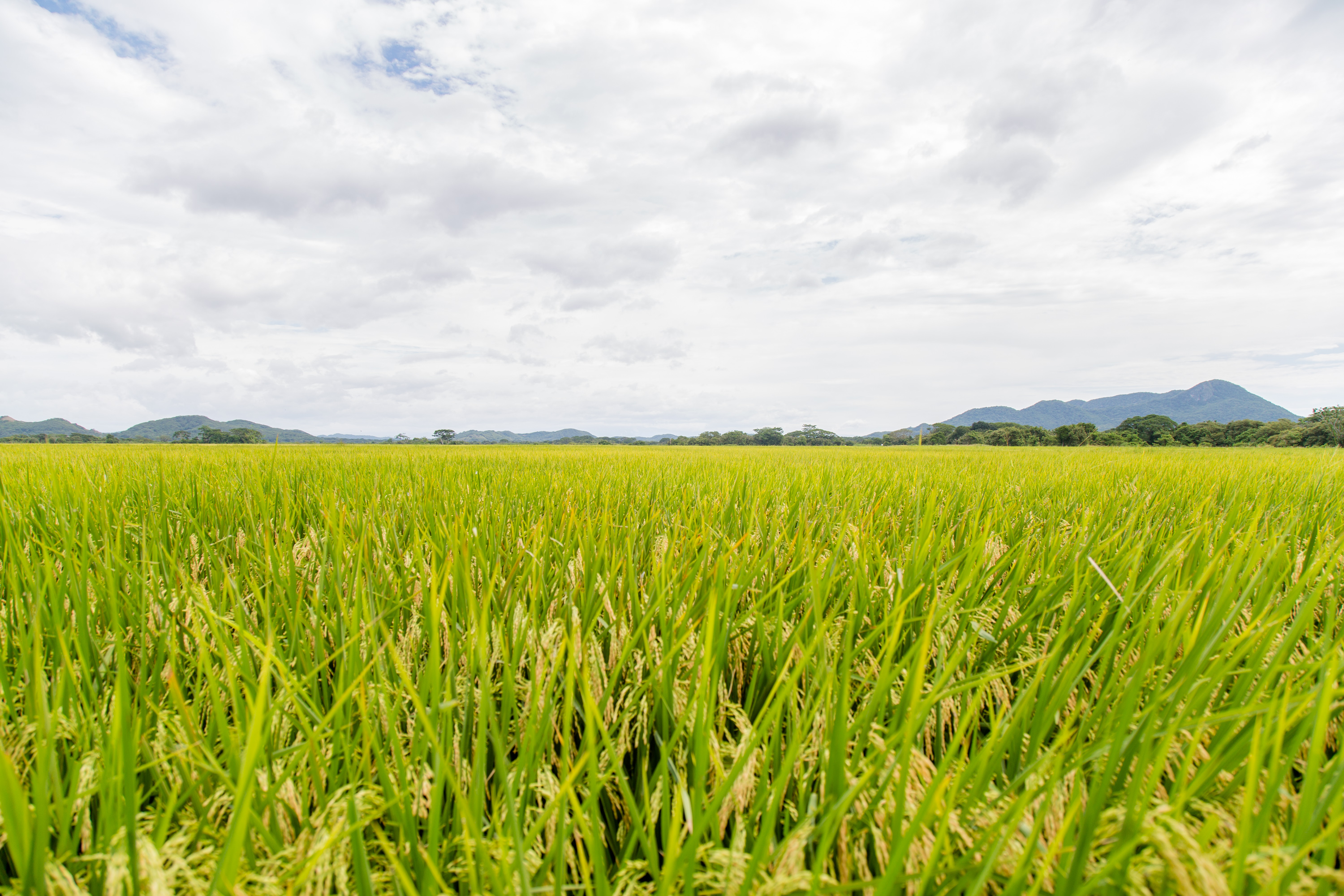 Imagen principal del artículo: Alimentación saludable y longevidad en la Península de Nicoya