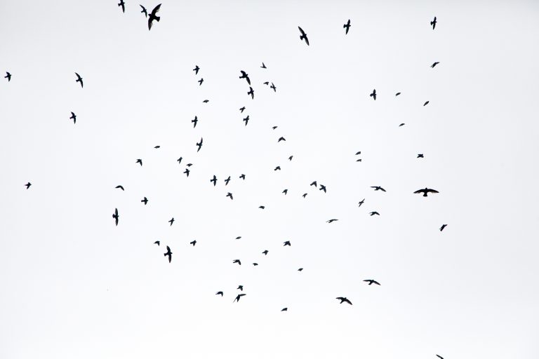 Un mundo sin pájaros