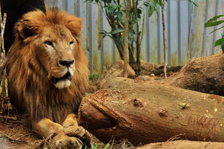 Un veto a medias y un león histórico
