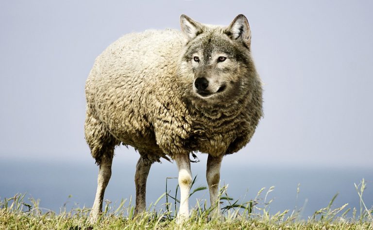 Vapeo: Un lobo vestido de oveja