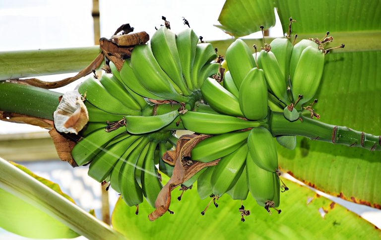 Gobierno sube precio mínimo de banano de exportación en 8,7%