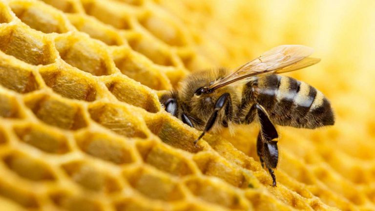 Frente Amplio propone prohibir plaguicida asociado a la muerte de millones de abejas