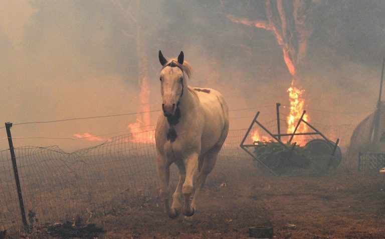 24 personas y 500 millones de animales muertos en los incendios forestales en Australia