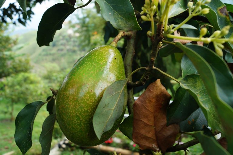 Aguacate: aclaraciones necesarias