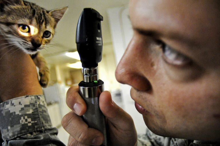 Buenas noticias: Servicios veterinarios con IVA de 4% o 0%