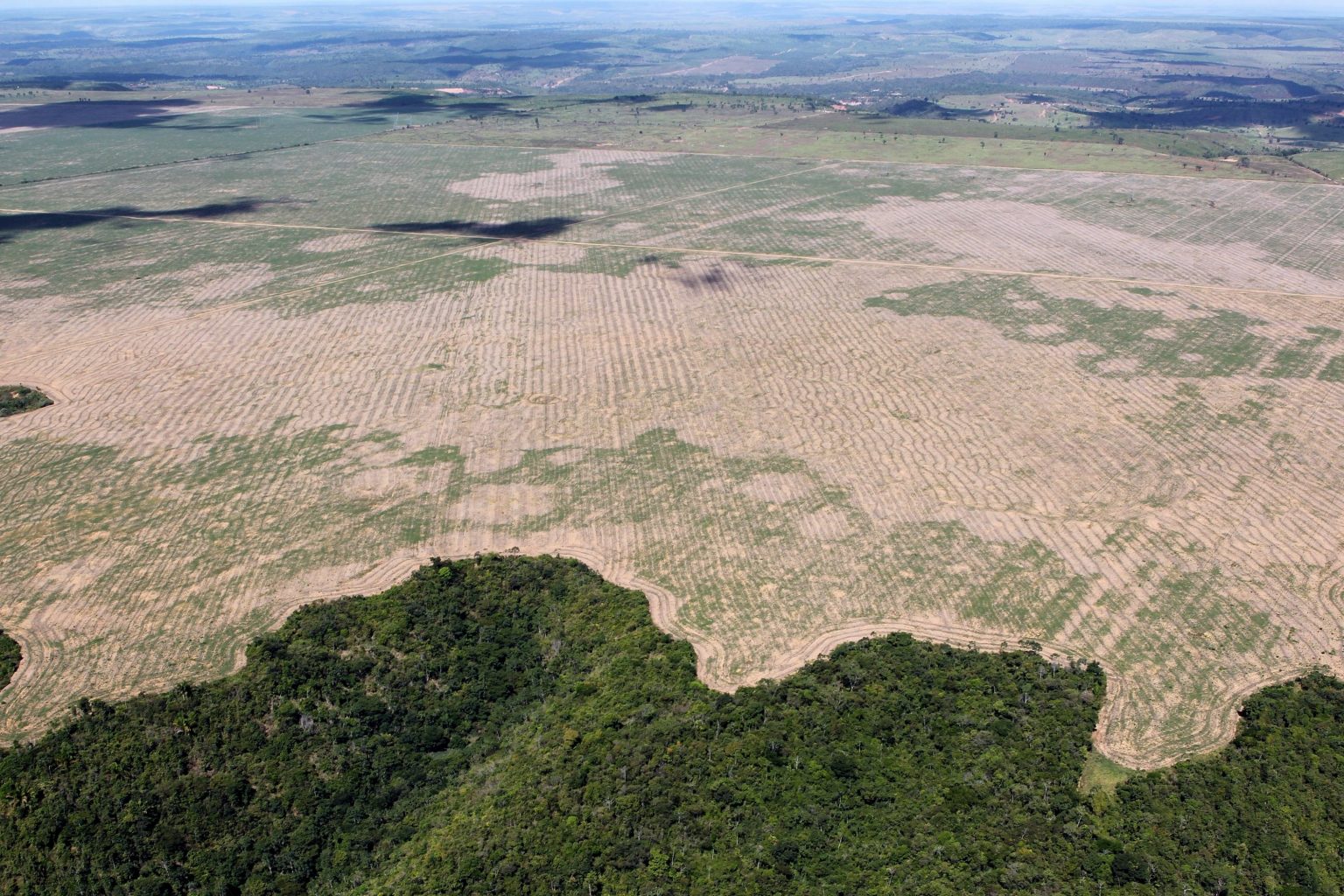 Imagen principal del artículo: ONU: “Para prevenir nuevas pandemias hay que cambiar el modelo agrícola que deforesta y destruye la biodiversidad”