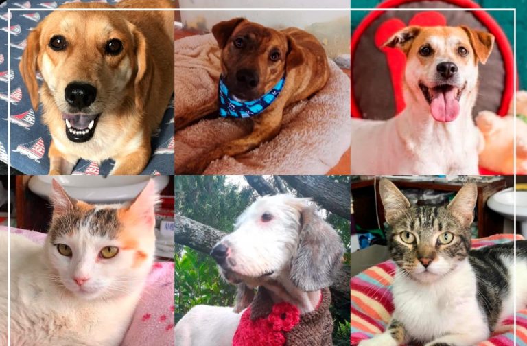 Adopte un nuevo miembro para su familia en la primera feria virtual de adopción de mascotas del país