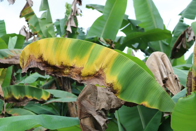 Costa Rica declara "emergencia fitosanitaria nacional" por plaga que afecta plantaciones de banano