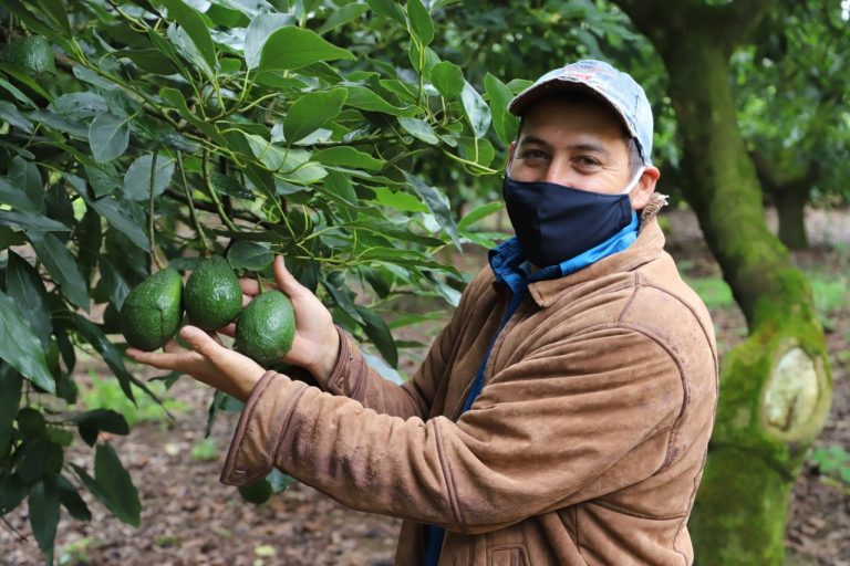 Fruticultores de Llano Bonito impulsan producción de aguacate hass en nuestro país