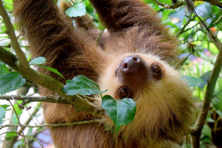 Costa Rica can become a beacon of hope for environmental sustainability