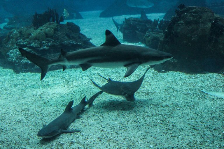 Medio millón de tiburones podrían estar en peligro por vacuna contra COVID-19
