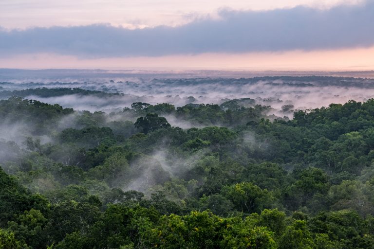ONU, NASA y WCS: bosques tropicales de calidad necesitan protección urgente
