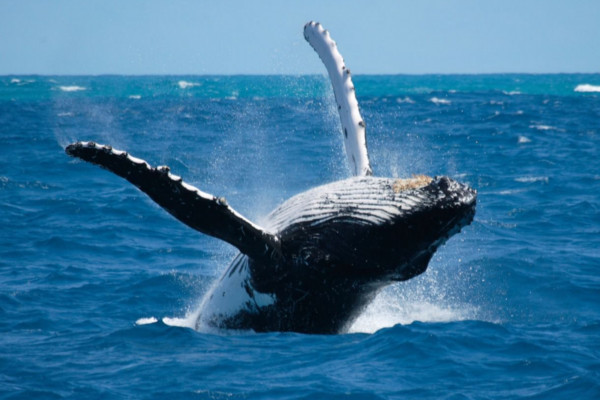 Parque Nacional Marino Ballena celebrará el "Festival de Ballenas y Delfines 2025" del 5 al 7 de septiembre