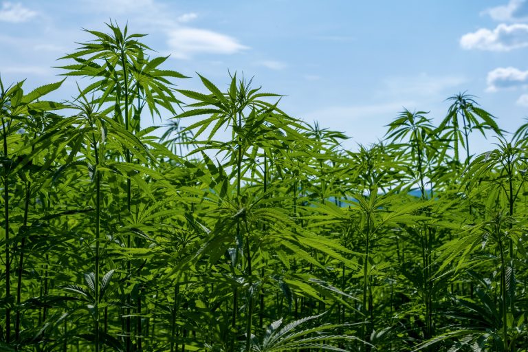 The war against recreational cannabis is still worth it or not in Costa Rica