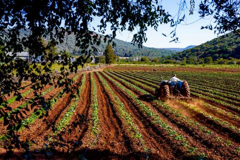 Proyectos de investigación agrícola ya pueden concursar por financiamiento de Bayer