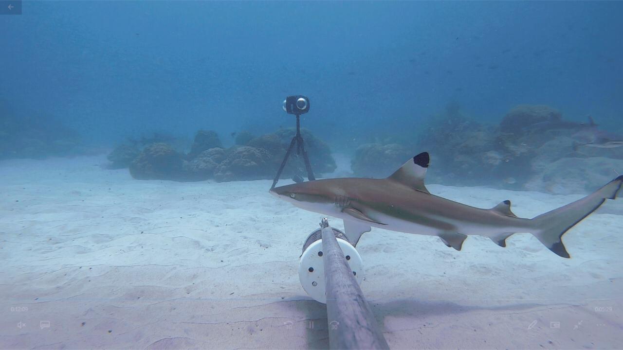 Imagen principal del artículo: Investigación permite conocer detalles de tiburones y rayas que habitan en el Pacífico costarricense