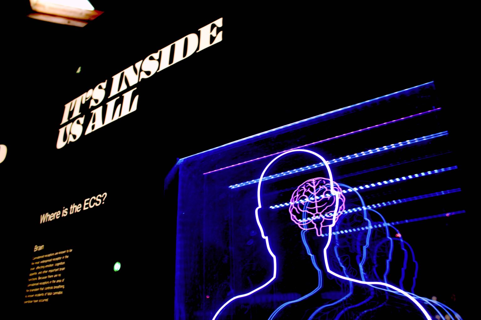 Imagen principal del artículo: El valioso desarrollo auditivo en la población ciega mediante la neuroplasticidad cerebral