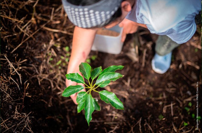 Proyecto pretende sembrar 200 mil árboles y generar cerca de 900 empleos