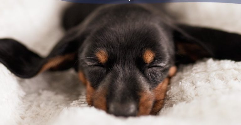 Calendario impulsará campaña para alimentación a mascotas afectadas por la COVID-19