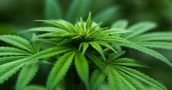 Imagen principal del artículo: Tribunal de Alajuela impuso ocho años de prisión a un abogado por cultivar marihuana