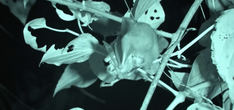 Científicos documentan por primera vez cortejo de especie enigmática de murciélagos en el país