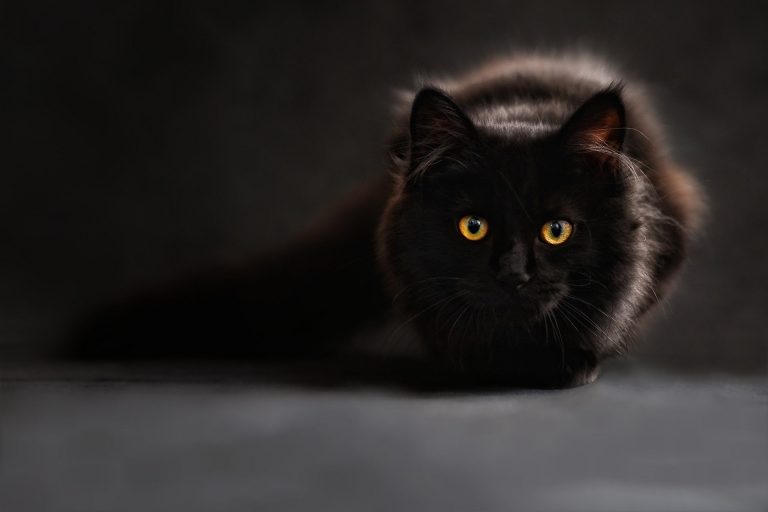 Tracit: El gato que cuida la carnicería