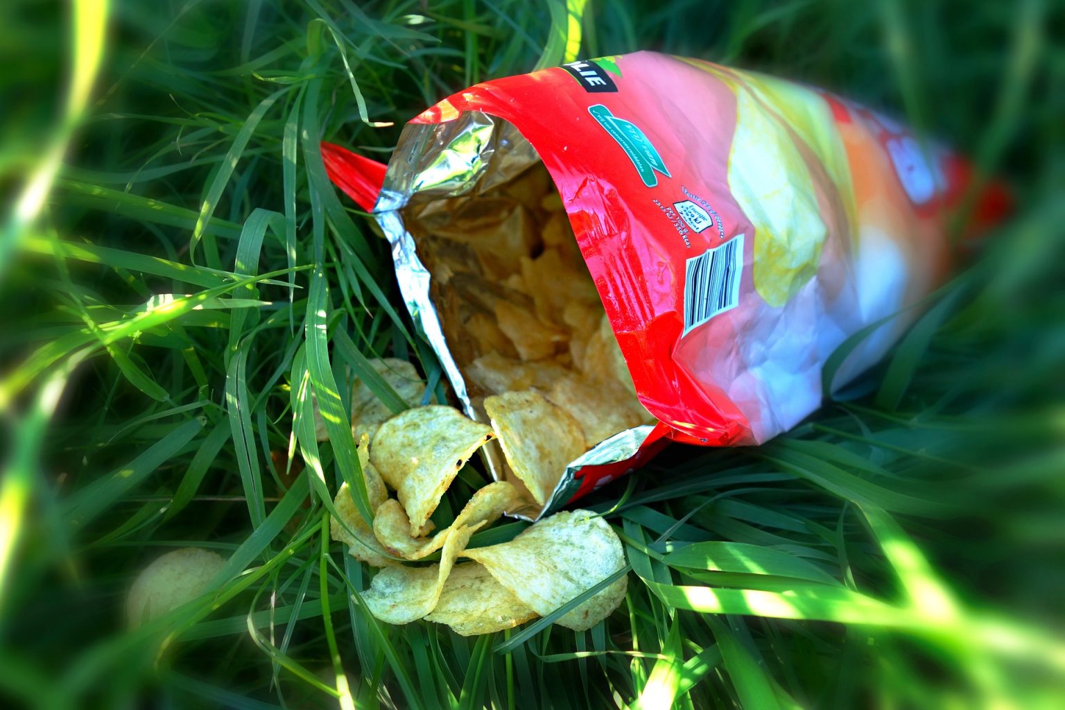 Imagen principal del artículo: Los pantanos más allá de los cuentos de hadas y revistas ecológicas