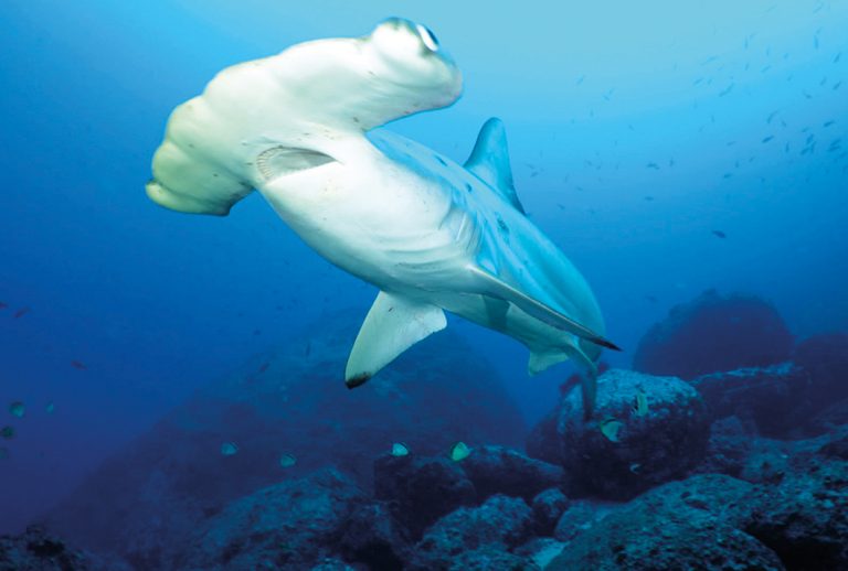 91 organizaciones y 7 diputados reclaman mayor protección para los tiburones en Costa Rica