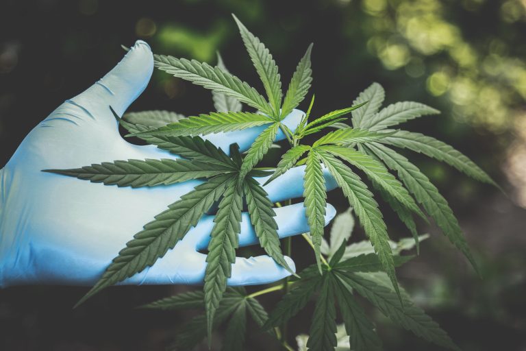 Consumo de cannabis en Costa Rica creció 2,2% en siete años, según estudio de la UNED