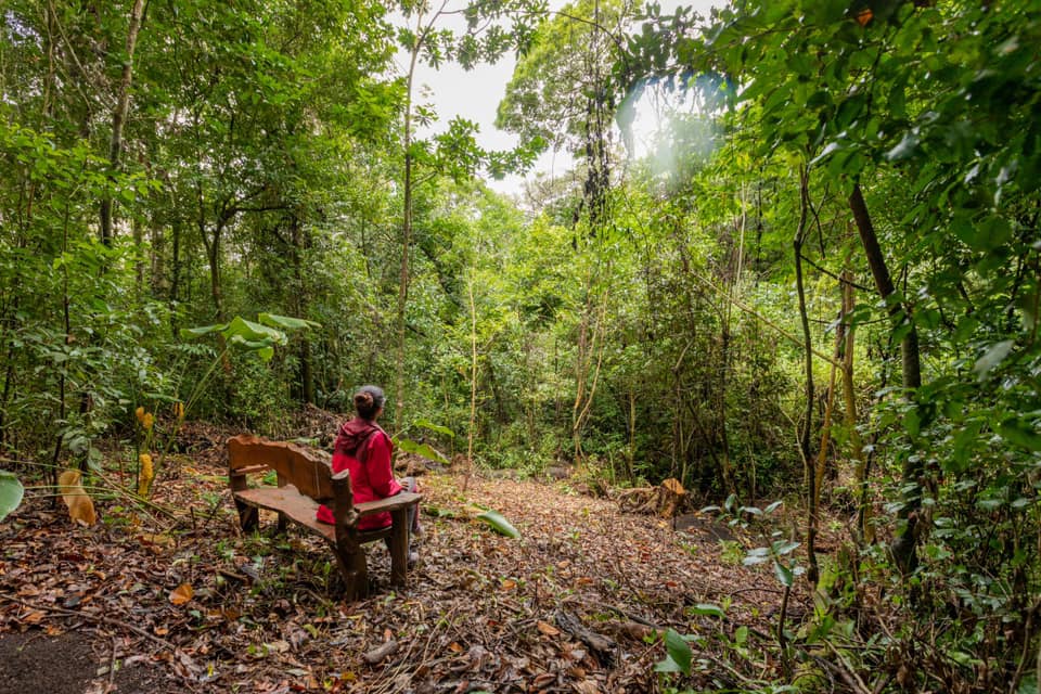 Imagen principal del artículo: Monteverde, lo que queda…
