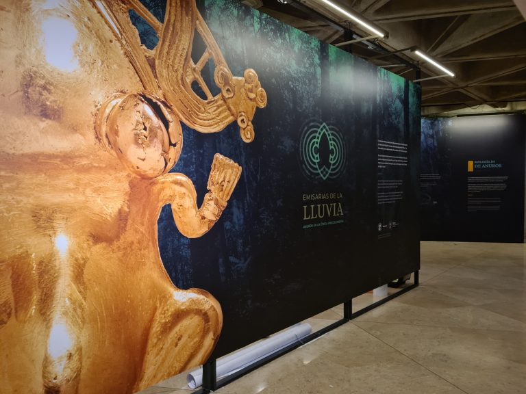 Emisarias de la lluvia: la exposición que nos acerca a conocimientos ancestrales sobre los anuros