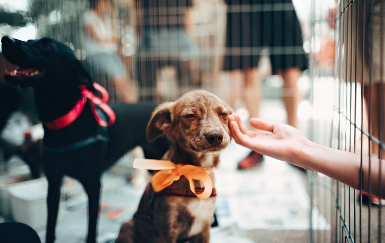 De perros y humanos