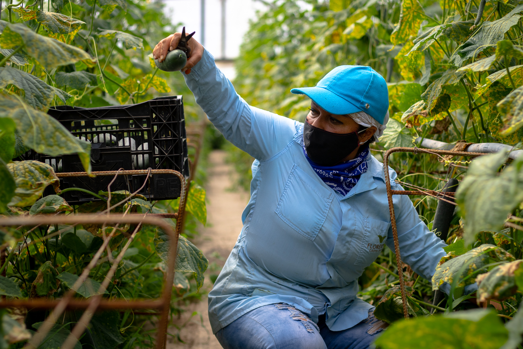 Imagen principal del artículo: GAIA, la pyme agrícola cartaginesa que prevé crecimiento y generación de empleo en 2021