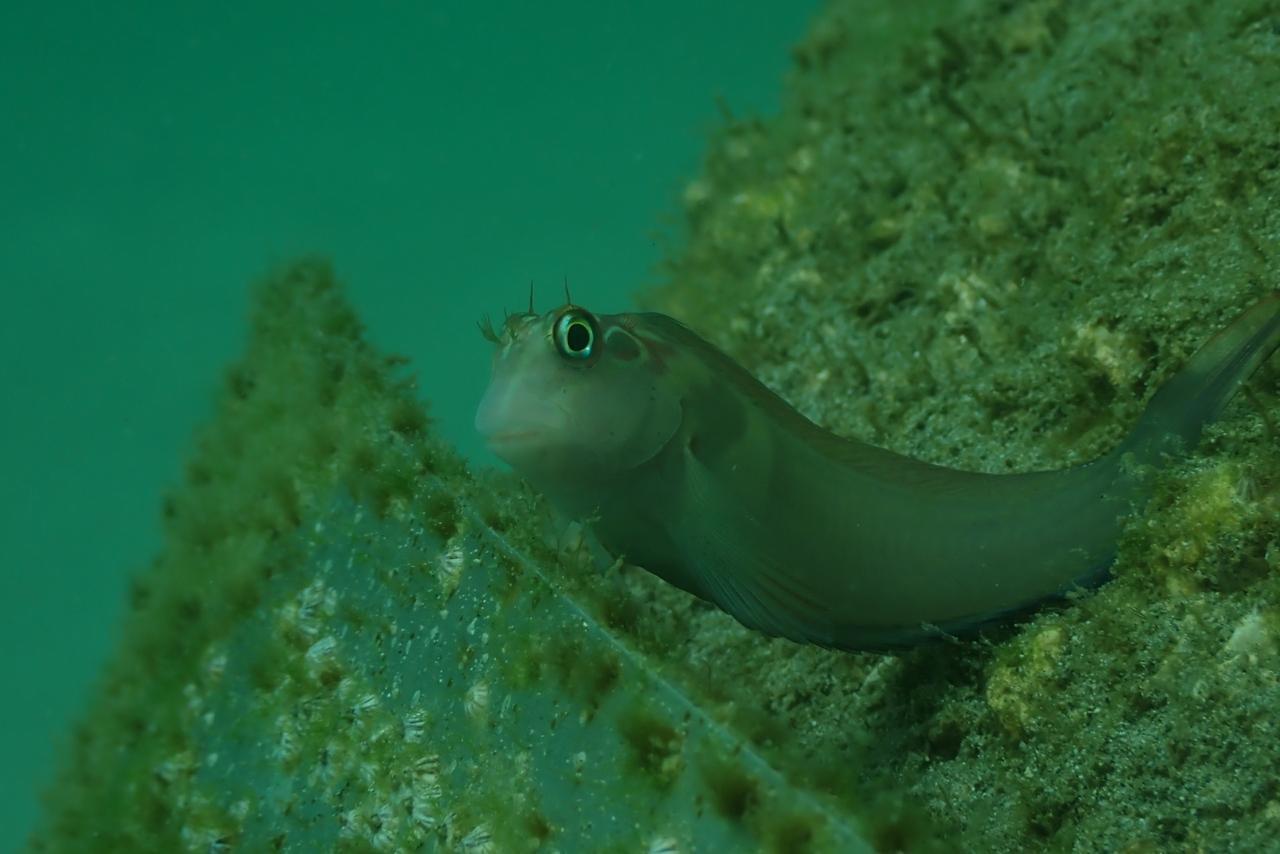 Imagen principal del artículo: Colocan primeros arrecifes artificiales en Playa Blanca
