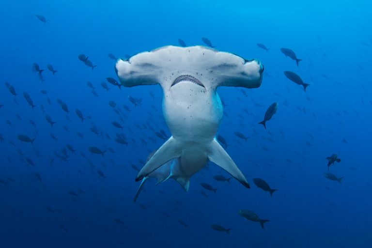 MAG intenta devolver a Incopesca control sobre comercio internacional de especies amenazadas de interés pesquero