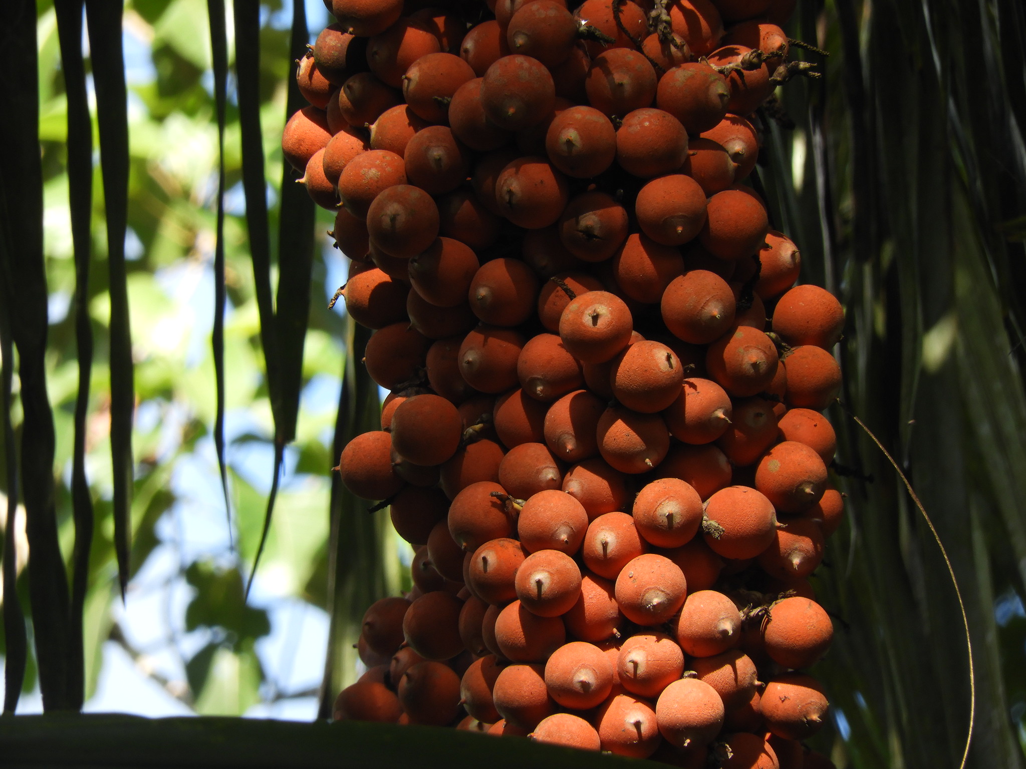 Imagen principal del artículo: Profesión: Tucurriqueño