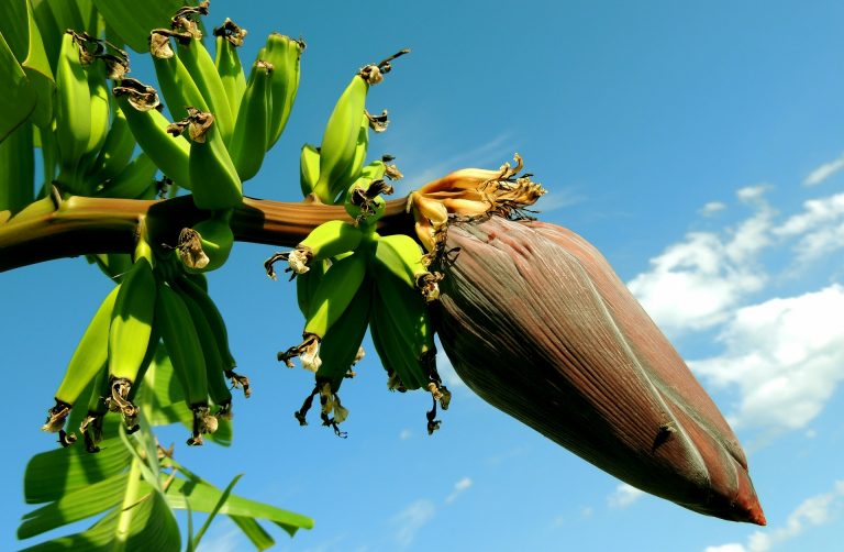 El vía crucis de los bananeros continúa y con ello la insaciable busca de soluciones