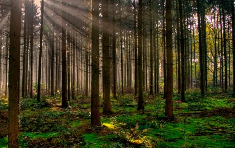 Países que albergan el 85% de los bosques del planeta prometen frenar deforestación en 2030